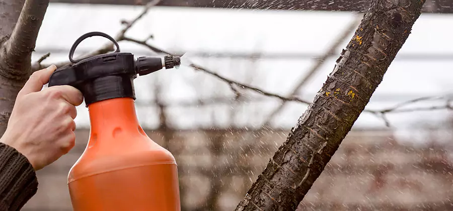 Orange Oil Structural Cavity Treatment in Eagle