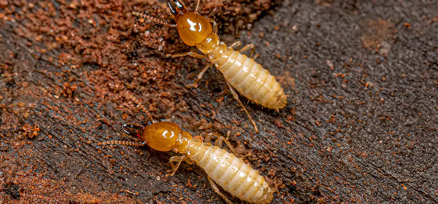 Natural Ant Hill Killer Treatment in Eagle