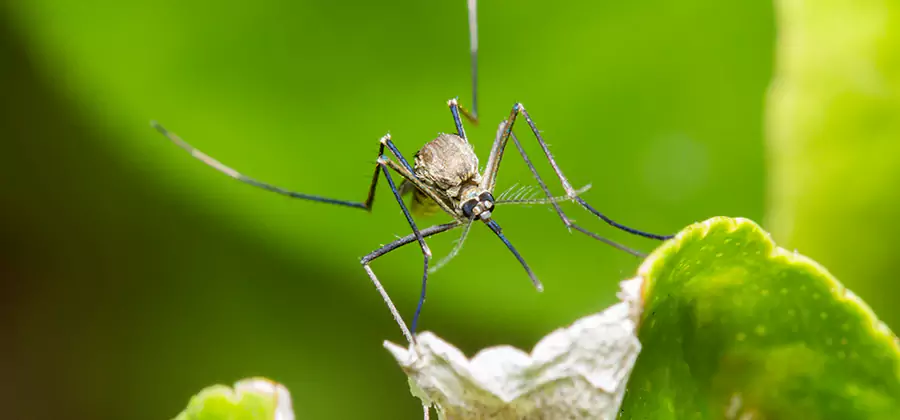 Natural Outdoor Mosquito Repellent in Eagle