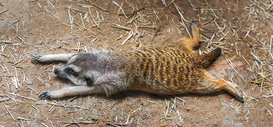 Dead Raccoon Removal in Eagle