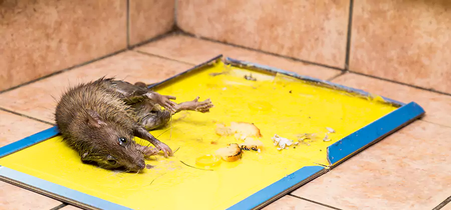 Rat Trapping Service In Eagle