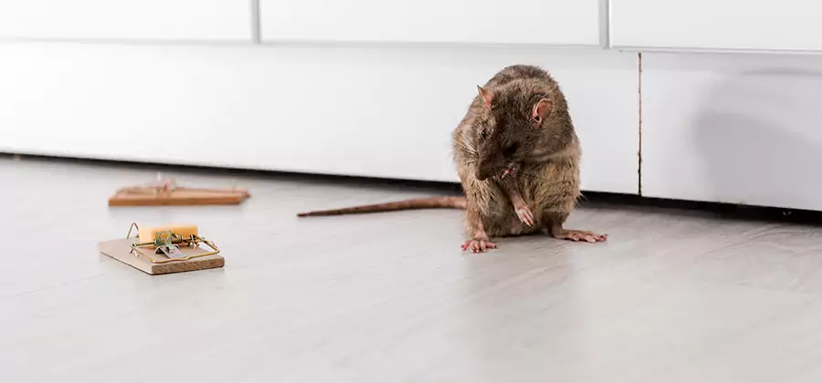 Rat Baiting Removal Service in Eagle