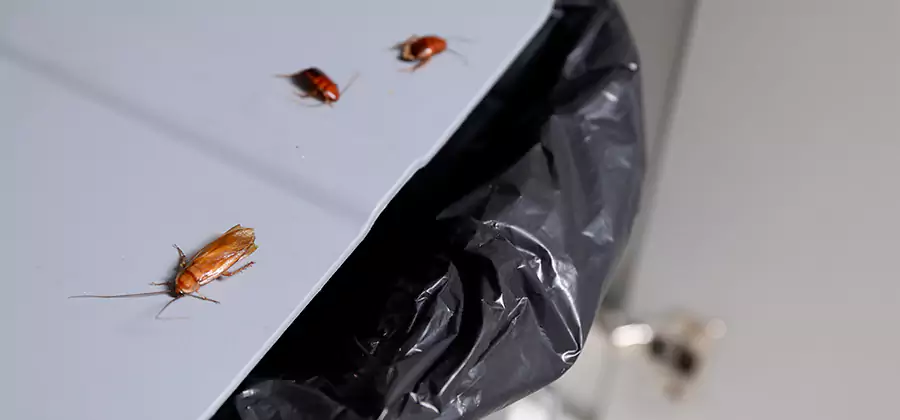 German Roach Pest Control in Eagle