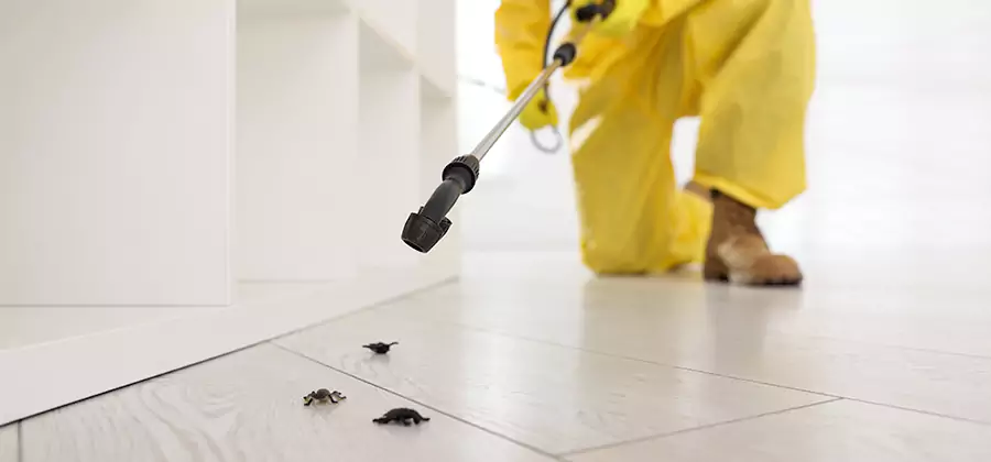 Roach and Bed Bug Exterminator in Eagle