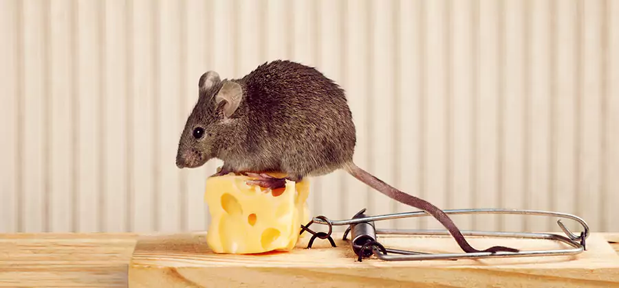 Commercial Rodent Exclusion Services in Eagle