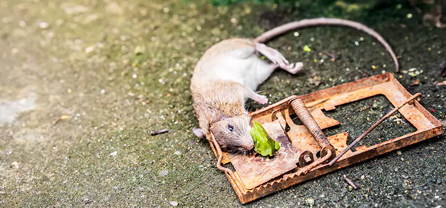 Rat Trapping in Eagle