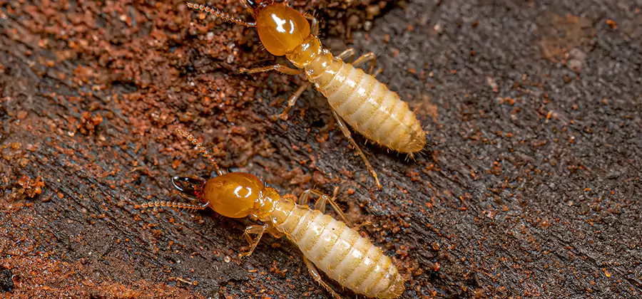 Sentricon Residential Termite Control in Eagle
