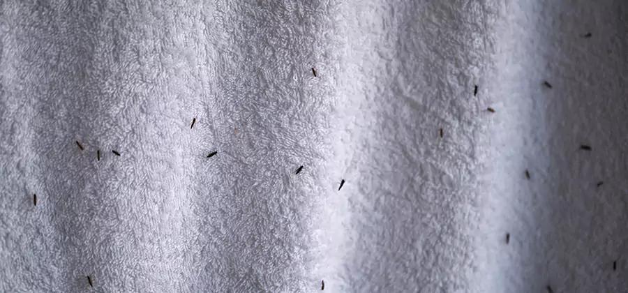 Small Black Ants in Bathroom Treatment in Eagle