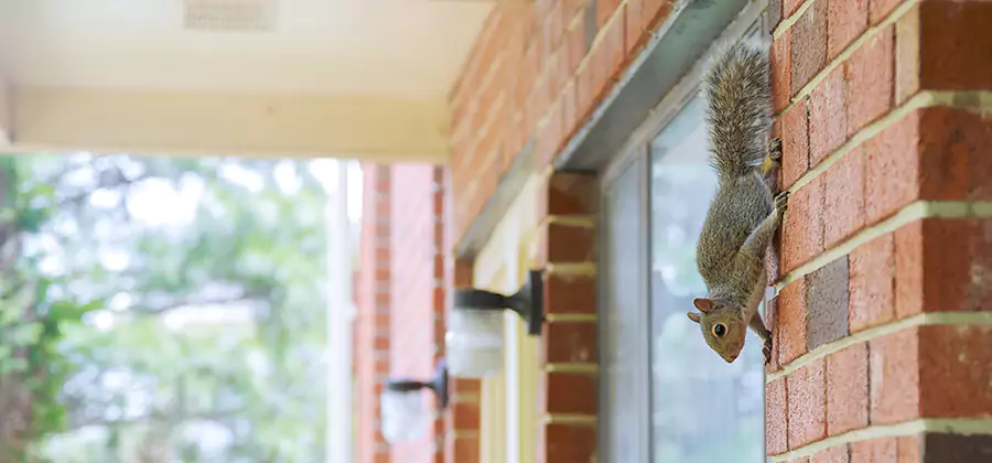 Squirrel Inside Walls Removal in Eagle