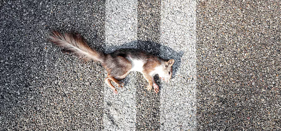 Dead Squirrel Removal in Eagle