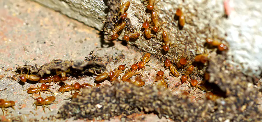 Wood Treatment and Localized Termite Solutions in Eagle