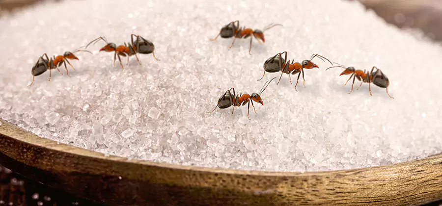 Indoor Sugar Ant Treatment in Eagle
