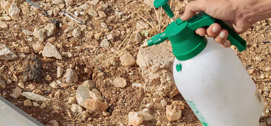 Heat Treatment Termite Cost in Eagle