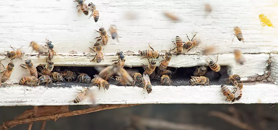 Residential Termite Fumigation in Eagle
