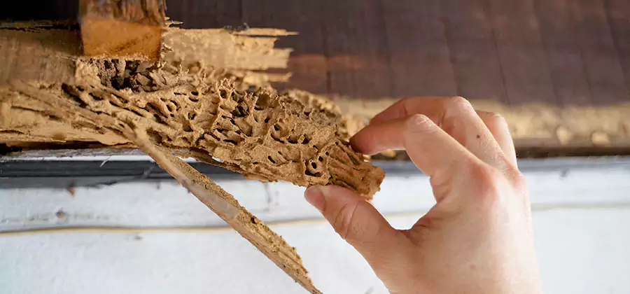 Pre-Purchase Termite Inspection in Eagle