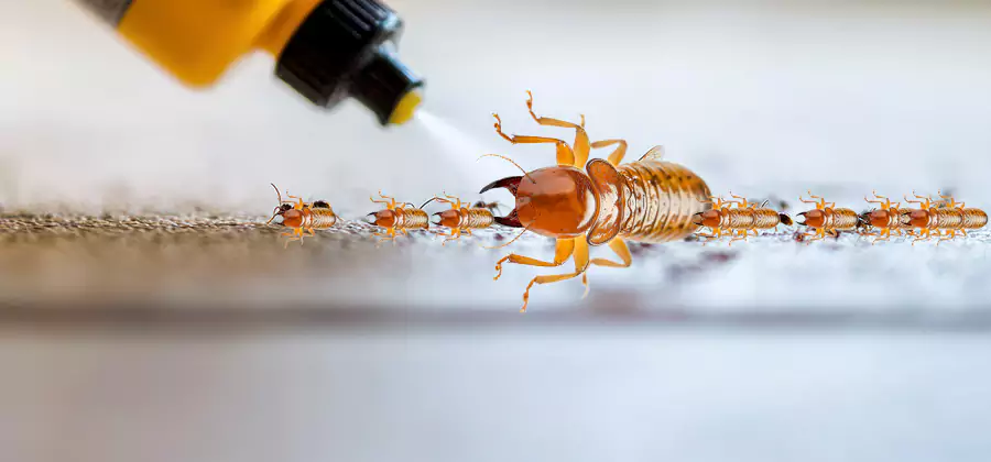 Foundation Termite Spraying Control in Eagle