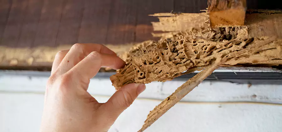 Pre-Construction Termite Treatment in Eagle