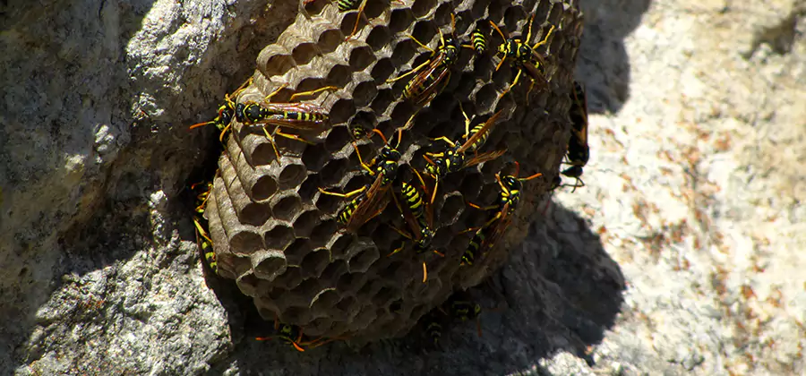 Wasp Nest in Tree Removal Eagle