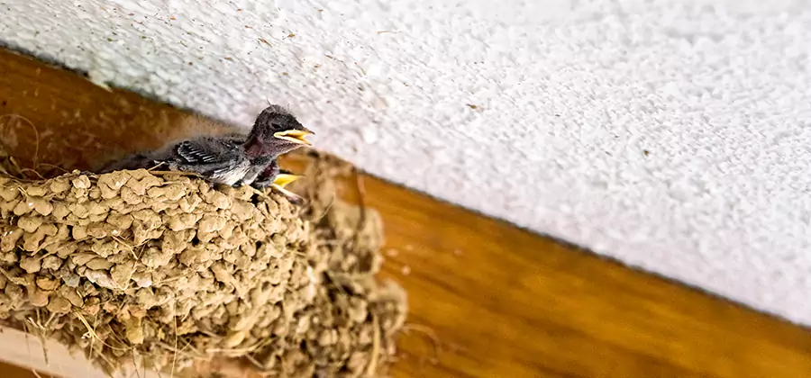Bird Removal From House in Eagle
