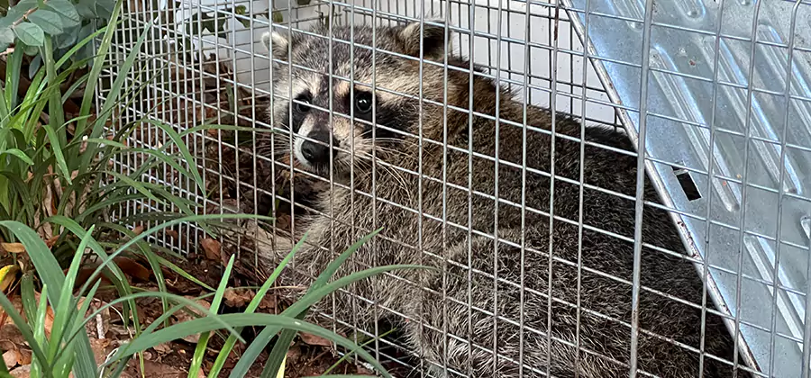 Wildlife Relocation Services in Eagle
