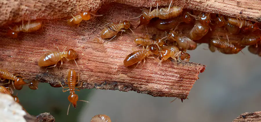 Wood Preservation Termite Treatment in Eagle