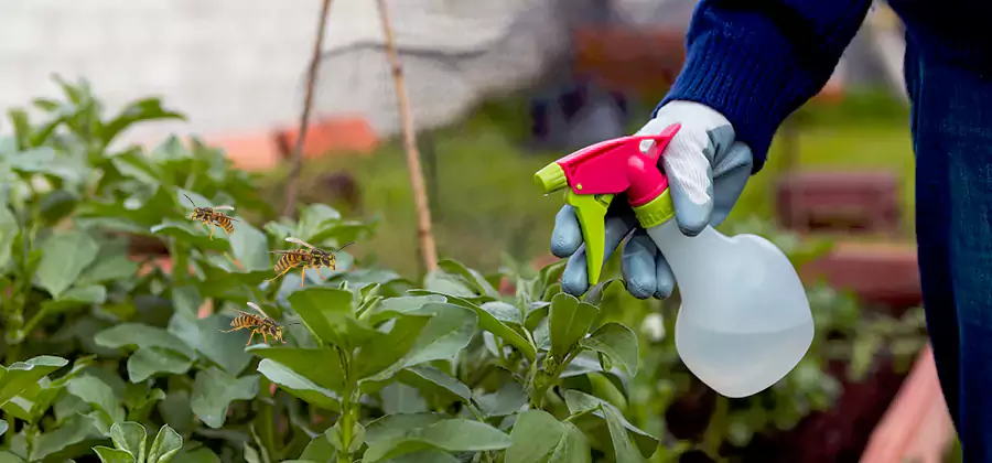 Yellow Jacket Pest Removal for Commercial Properties in Eagle