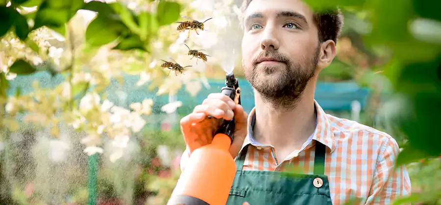 Yellow Jacket Wasp Removal in Eagle