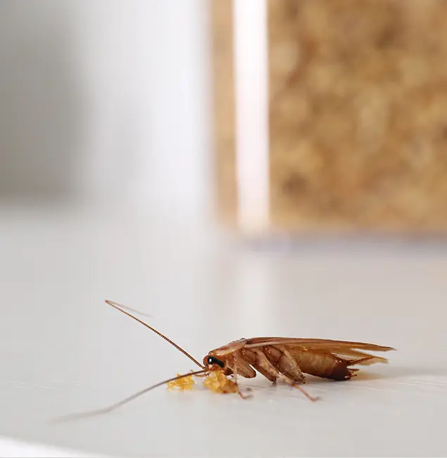 Why Eagle Pest Control Pro Stands Out in Eagle, ID?