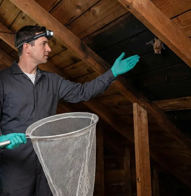 Why Eagle Pest Control Pro Is the Right Choice in Eagle, ID?