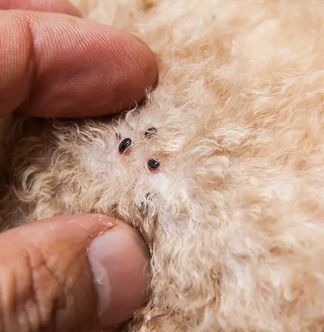 Why Choose Eagle Pest Control Pro for Bed Bug Bite Treatments in Eagle, ID?