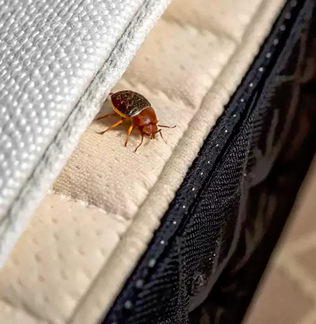 Why Choose Eagle Pest Control Pro for Bed Bug Treatment at Home in Eagle, ID?