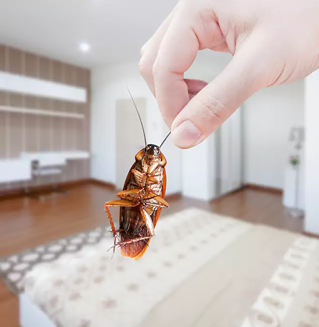 Why Eagle Pest Control Pro Stand Out For Bed Bug Inspection in Eagle, ID?
