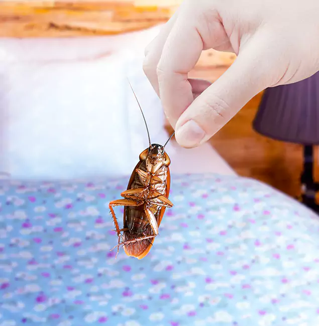 Why Choose Eagle Pest Control Pro for Bed Bug Treatment in Eagle, ID?