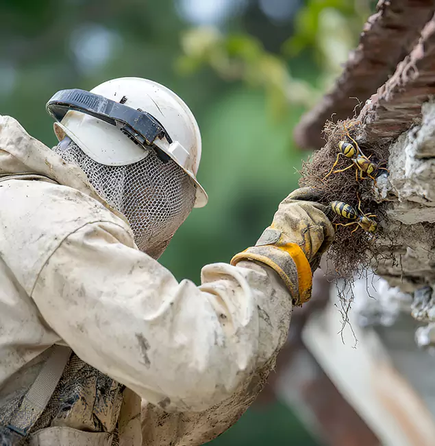 Why Eagle Property Owners Choose Eagle Pest Control Pro for Bee Exterminator?