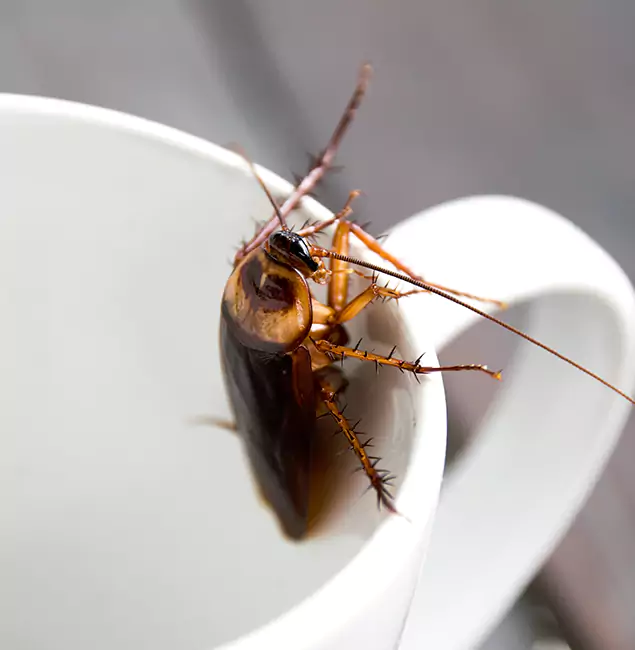 Why Eagle, ID Residents Trust Eagle Pest Control Pro for Cockroach Fumigation?
