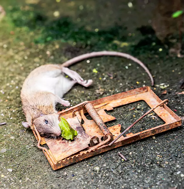 Why Eagle, ID Homeowners Trust Eagle Pest Control Pro for Rodent Removal?