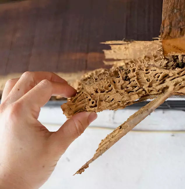Why Choose Eagle Pest Control Pro in Eagle, ID?