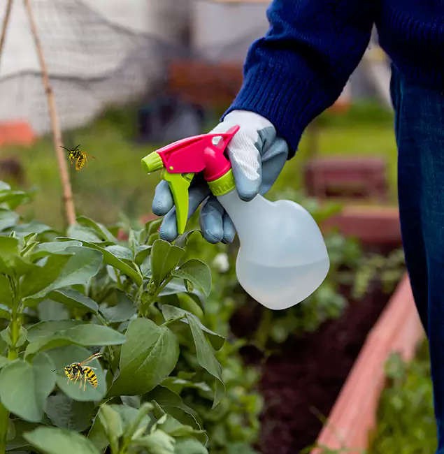 Why Eagle Homeowners Choose Eagle Pest Control Pro for Honey Bee Removal?