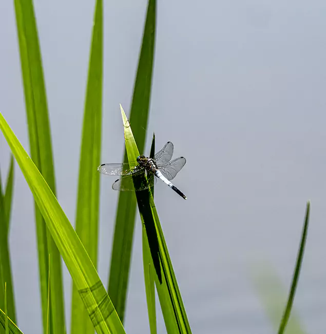 Why Eagle Families Trust Eagle Pest Control Pro for Mosquito Prevention?