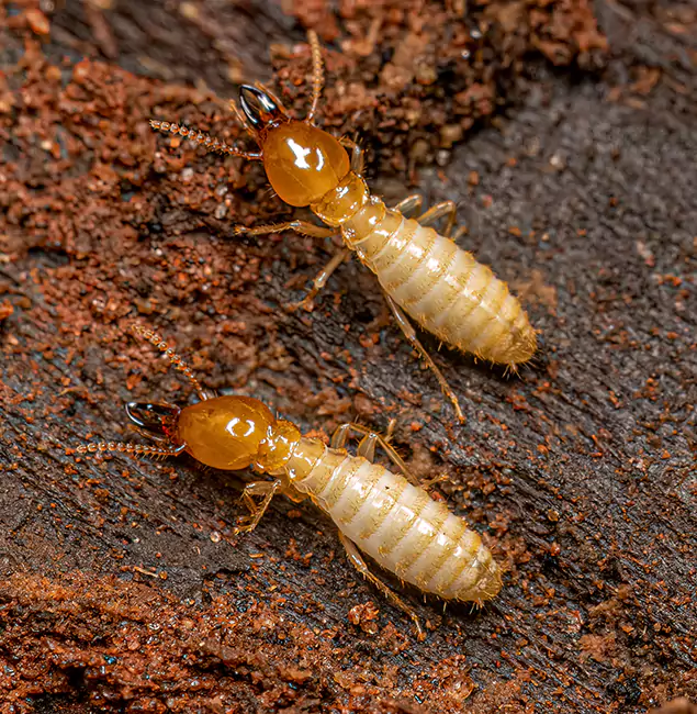 Why Choose Eagle Pest Control Pro for Termite Treatment Without Tenting in Eagle, ID?