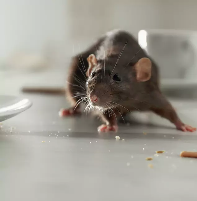 Why Choose Eagle Pest Control Pro for Rodent Control in Eagle, ID?