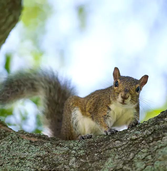 Why Eagle, ID Relies on Eagle Pest Control Pro for Squirrel Pest Control?