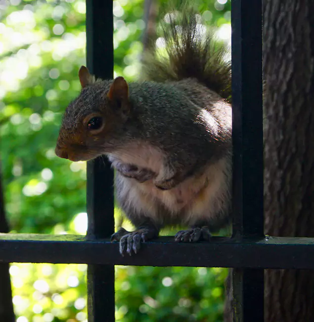 Why Eagle, ID Chooses Eagle Pest Control Pro for Squirrel Removal?