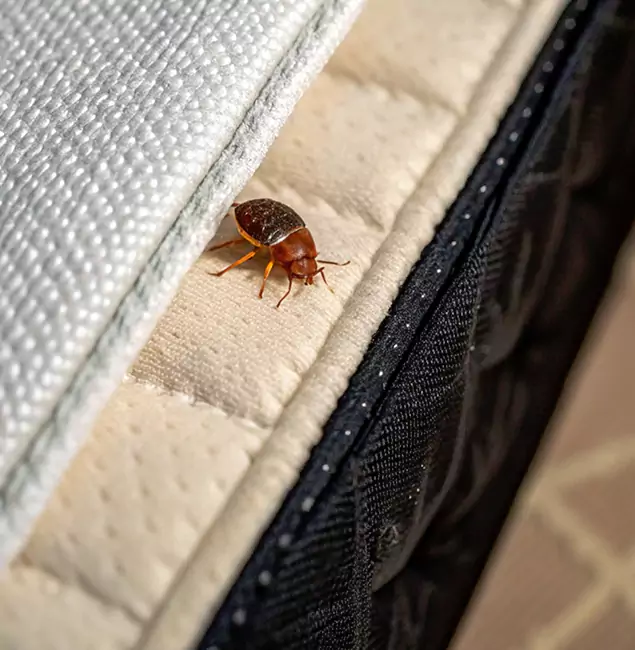 Why Eagle Homeowners Trust Eagle Pest Control Pro for Tick Treatment?