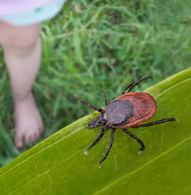 Why Eagle Homeowners Choose Eagle Pest Control Pro for Tick Extermination?
