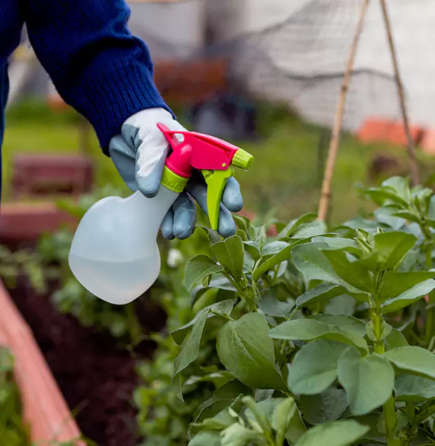 Why Eagle Relies on Eagle Pest Control Pro for Wasp Control Services?