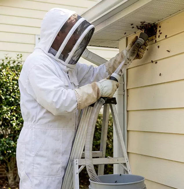 Why Eagle Trusts Eagle Pest Control Pro for Wasp Control?