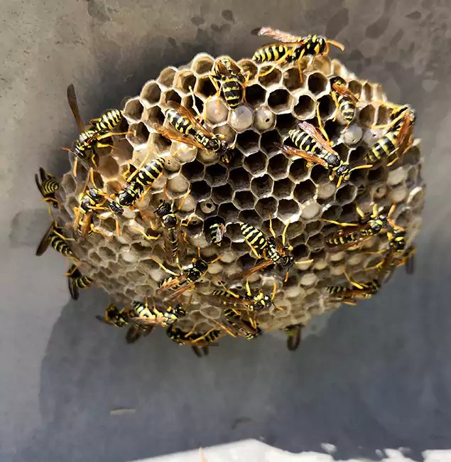 Why Eagle Chooses Eagle Pest Control Pro for Wasp Control Services?