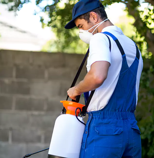 Why Eagle Pest Control Pro Is the Right Choice for Yellow Jacket Removal in Eagle, ID?
