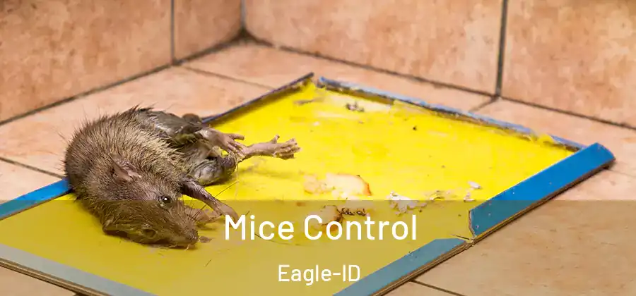 Mice Control Eagle-ID